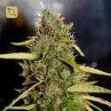 CBD PH Regular
