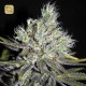 CBD Sweet and Sour Widow Regular · CBD Crew