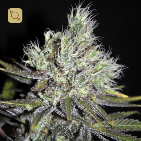 CBD Sweet and Sour Widow Regular · CBD Crew