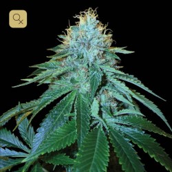 The OG 18 · DNA Genetics