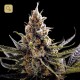 24K Gold · DNA Genetics