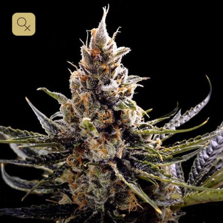 24K Gold · DNA Genetics
