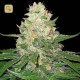 Rocklock · DNA Genetics