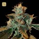 Cataract Kush · DNA Genetics