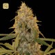 Chocolate Fodue · DNA Genetics