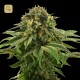 Grape LA · DNA Genetics