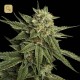 Holy Grail Kush (DNA Genetics)