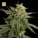 Holy Grail Kush