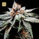 DJ's Gold · DNA Genetics
