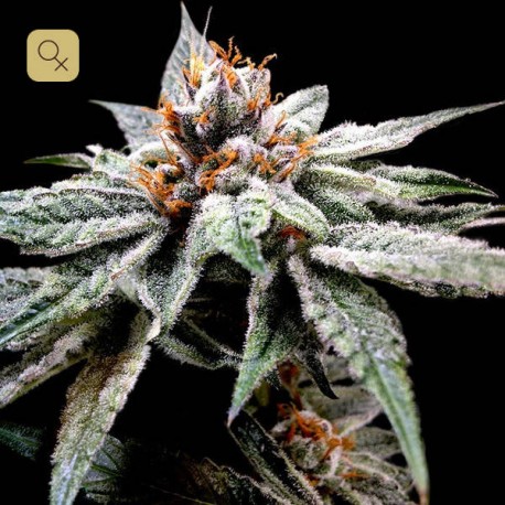 DJ's Gold · DNA Genetics
