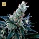 Double Alien 18 · DNA Genetics