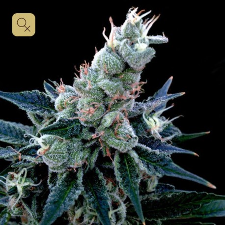 Double Alien 18 · DNA Genetics