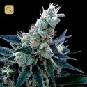 Double Alien 18