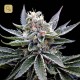 Florida Gold · DNA Genetics