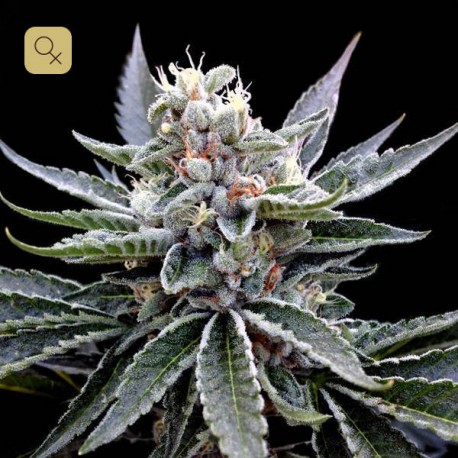 Florida Gold · DNA Genetics