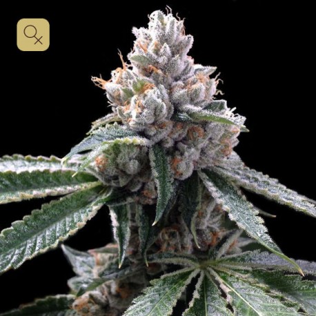 Florida Lemons · DNA Genetics
