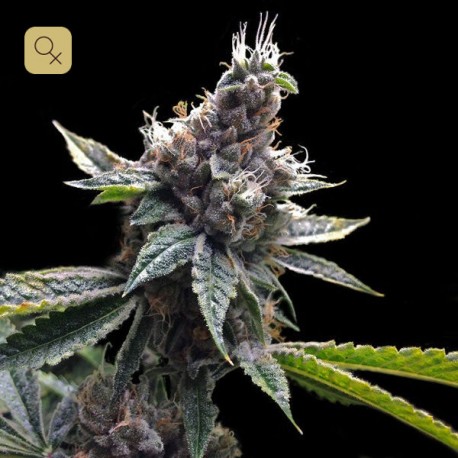 Florida OG · DNA Genetics