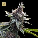 Florida OG