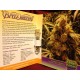 Bay Dream Regular · Grand Daddy Purp