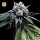 Lemon Walker · DNA Genetics