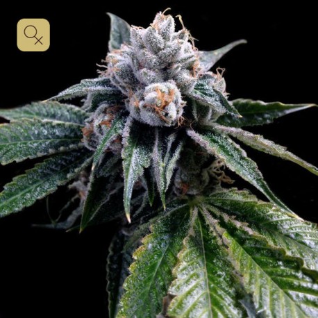 Lemon Walker · DNA Genetics