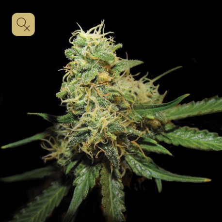 R.K.S · DNA Genetics