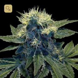 Sharksbreath · DNA Genetics