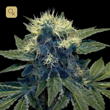 Sharksbreath · DNA Genetics