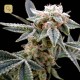 White Alien · DNA Genetics