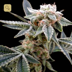 White Alien · DNA Genetics