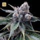 White Walker Kush · DNA Genetics
