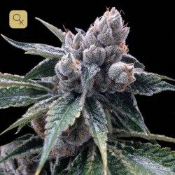 White Walker Kush · DNA Genetics