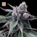 White Walker Kush