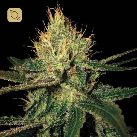 Cannalope Haze Regular · DNA Genetics
