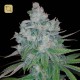 Kandy Kush x Skunk Regular · DNA Genetics