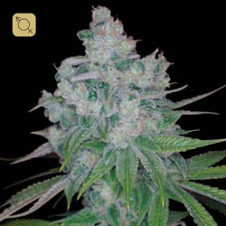 Kandy Kush x Skunk Regular · DNA Genetics