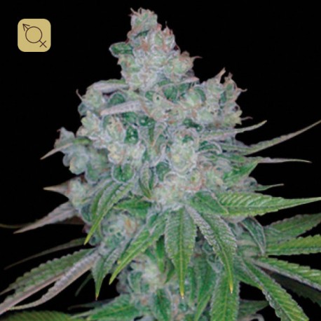 Kandy Kush x Skunk Regular · DNA Genetics
