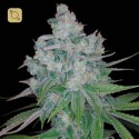 Kandy Kush x Skunk Regular