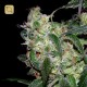 L.A Cannalope Regular · DNA Genetics