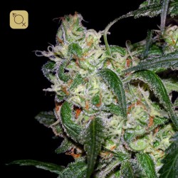 L.A Cannalope Regular · DNA Genetics