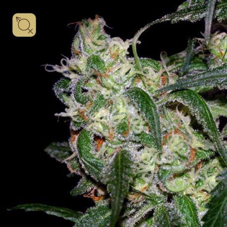 L.A Cannalope Regular · DNA Genetics