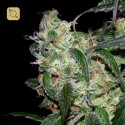 L.A Cannalope Regular