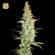 Cole Train · DNA Genetics