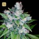 Kandy Kush · DNA Genetics