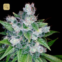 Kandy Kush · DNA Genetics