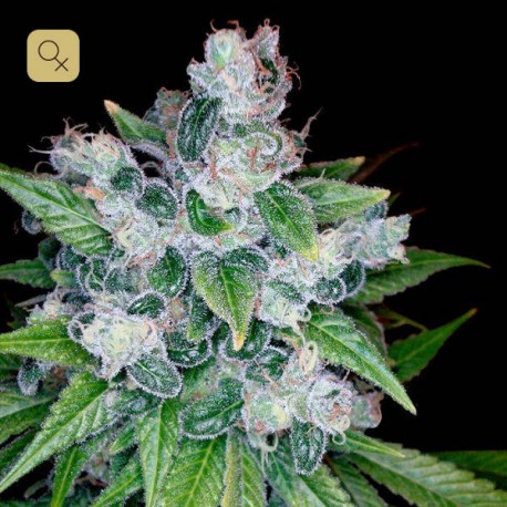 Kandy Kush · DNA Genetics