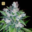 Kandy Kush