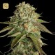 Kosher Kush · DNA Genetics