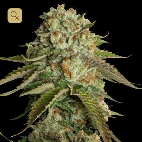 Kosher Kush · DNA Genetics