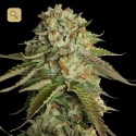 Kosher Kush